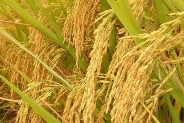 源两优736水稻品种的特性，秧田亩播种量10.0千克