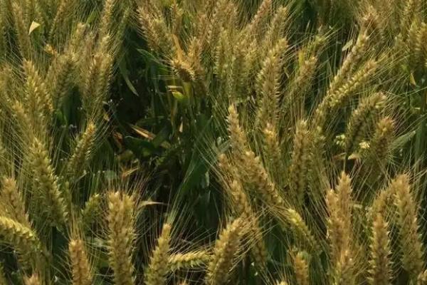 华麦9518小麦种子特征特性，足墒播种