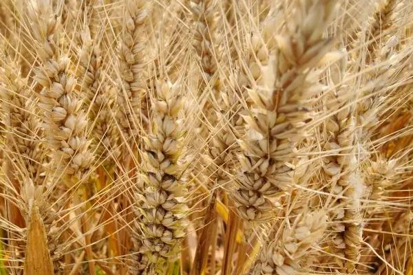 华稳1号小麦种简介，该品种属半冬性中熟品种