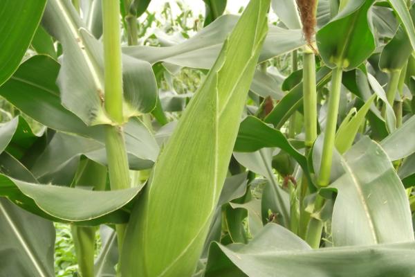 乾育18玉米品种简介，高抗小斑病