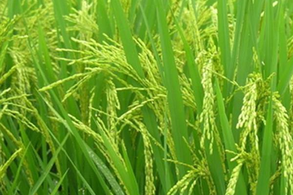 中研粳稻19水稻种子特点，生育期约145天左右
