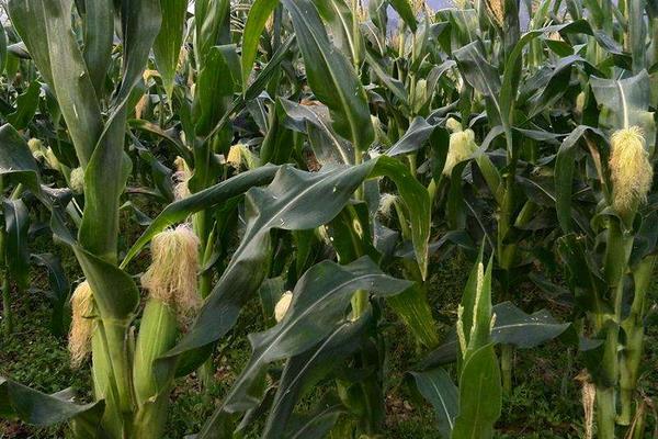 HF605玉米品种的特性，春播出苗至成熟126天