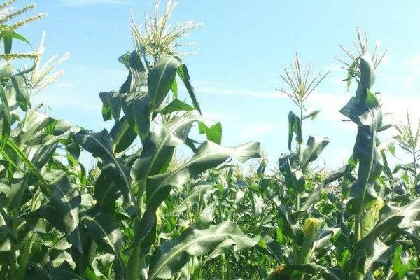 A618玉米种子特点，适宜在肥力中上等的地块种植