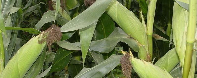 法帝8玉米品种简介，适宜在肥力中上等的地块种植
