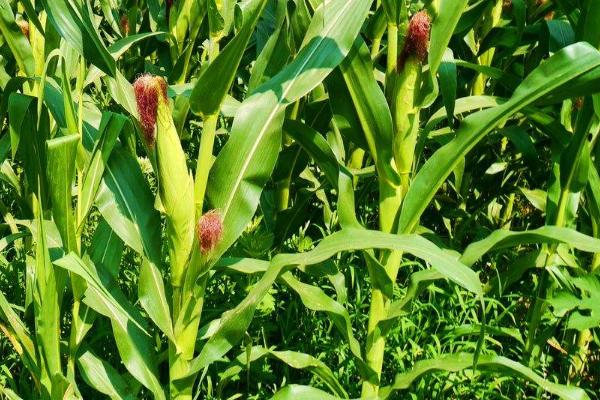 法帝8玉米品种简介，适宜在肥力中上等的地块种植