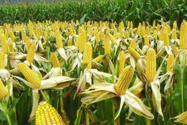 金育477玉米品种简介，适宜在肥力中上等的地块种植