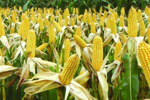 DF708玉米种子特点，适宜在肥力中上等的地块种植