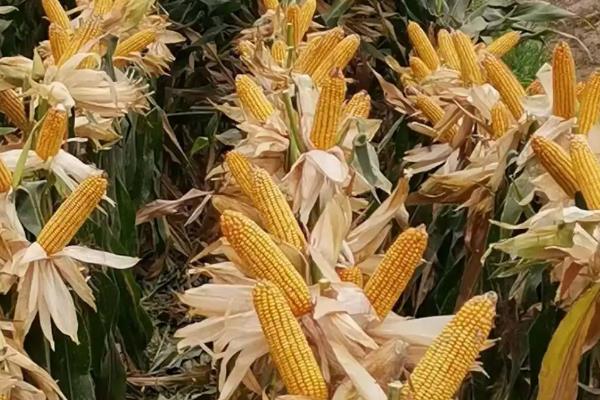 Z708玉米品种的特性，密度4500株/亩左右