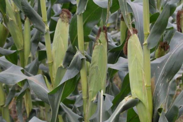 公单118玉米品种的特性，春播出苗至成熟127天