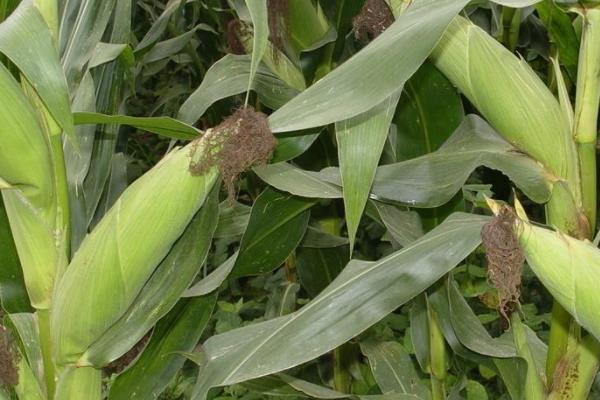 天龙华玉919玉米品种的特性，中等肥力以上地块栽培