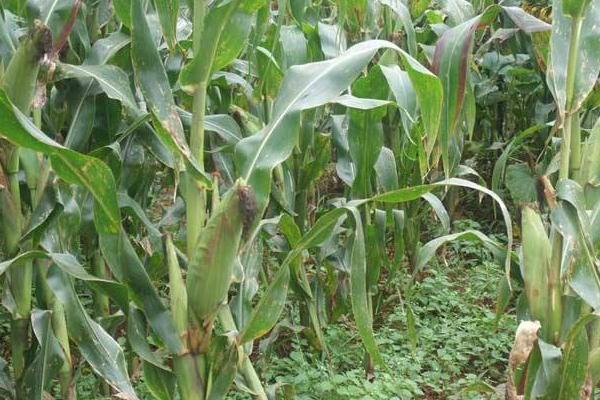 天龙华玉919玉米品种的特性，中等肥力以上地块栽培
