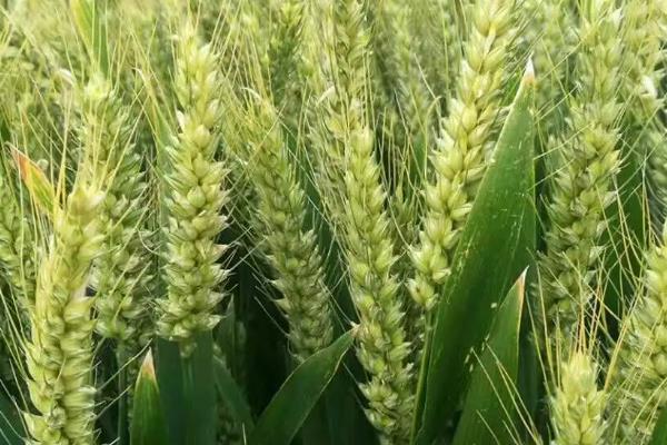 吉春28小麦种子特点，防治散黑穗病和地下害虫