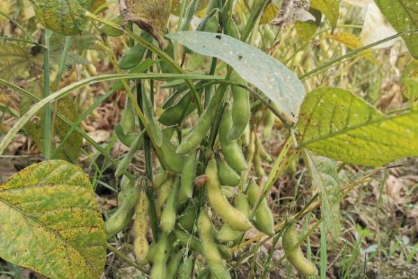 川农夏豆4号大豆种子特征特性，该品种属高蛋白夏大豆品种