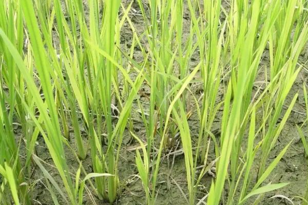 碧优4128水稻品种的特性，该品种基部叶叶鞘绿色