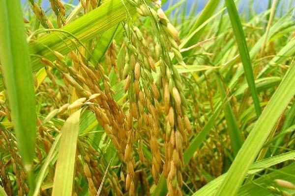 兴农稻3515水稻种子介绍，该品种基部叶叶鞘绿色