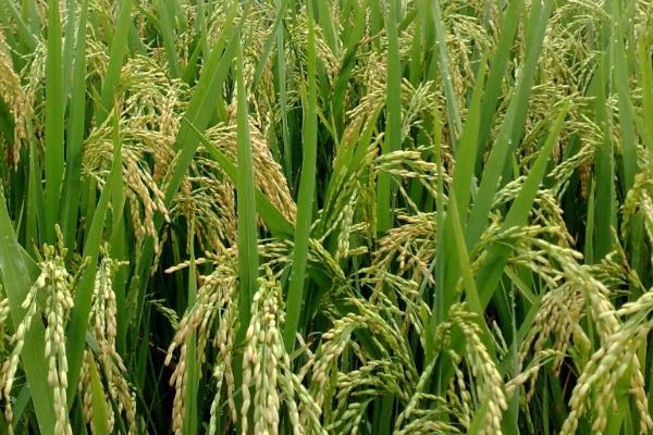 川优899水稻种简介，该品种基部叶叶鞘绿色