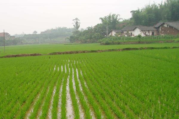 玉龙优99水稻品种的特性，该品种基部叶叶鞘绿色