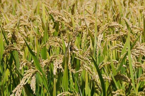 玉龙优99水稻品种的特性，该品种基部叶叶鞘绿色