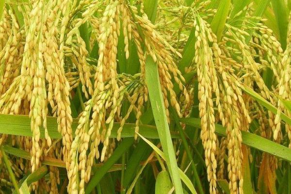 品香优236水稻种子特征特性，该品种基部叶叶鞘绿色