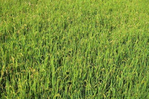 品香优236水稻种子特征特性，该品种基部叶叶鞘绿色