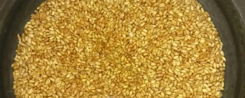 播种前怎么处理小麦种子，需要在土麦场上晾晒1-2天