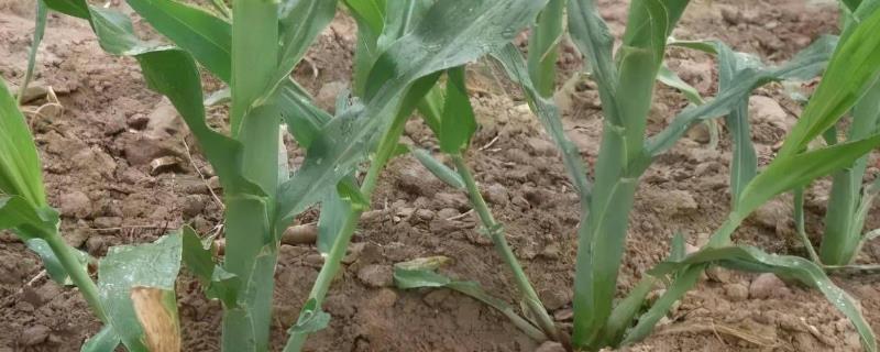 玉米为什么会长叉子，种植密度过小或病虫害都会导致