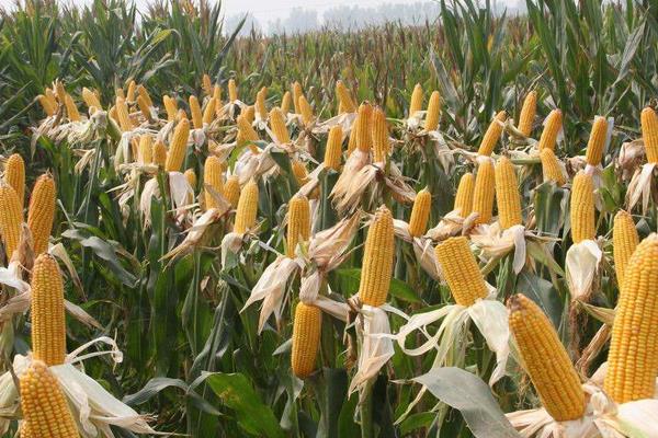 黎民糯007玉米种子特征特性，适宜密度为每亩4000株左右
