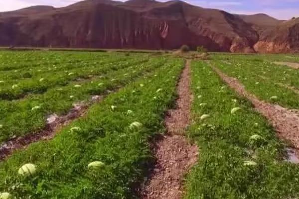 宁夏硒砂瓜为啥不让种，随着种植年限的增长会让土壤的水肥快速流失