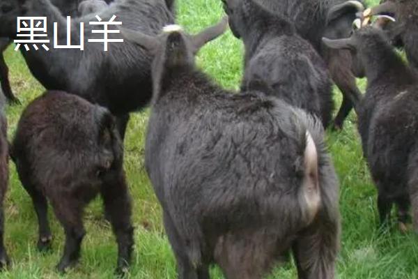 黑山羊和白山羊的区别，毛色、产地和肉质均不同
