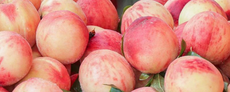 好吃又甜的蜜桃品种，推荐金秋红蜜桃、香山水蜜桃、阳山水蜜桃等