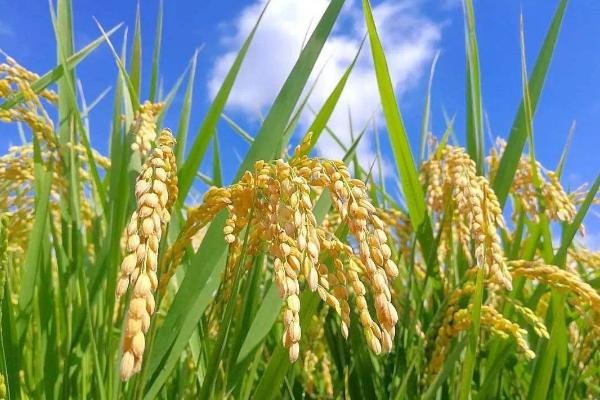荣紫糯水稻种子特点，综合防治病虫害