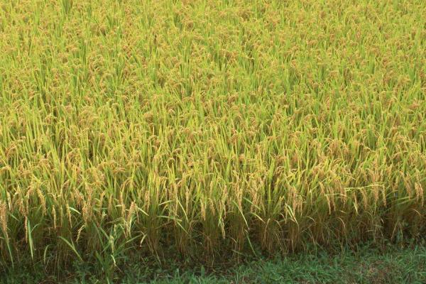 荣紫糯水稻种子特点，综合防治病虫害