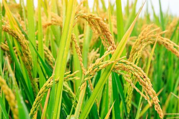 雅康1优雅禾水稻种子简介，该品种基部叶叶鞘中等紫色