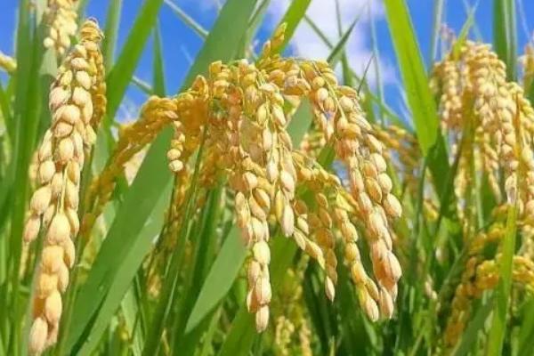 雅康1优雅禾水稻种子简介，该品种基部叶叶鞘中等紫色