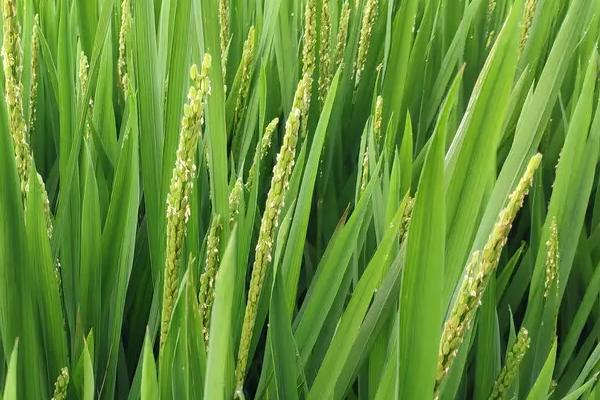 汉两优1622水稻种子简介，该品种基部叶叶鞘绿色