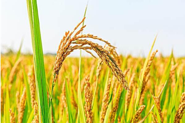 泰优航1573水稻种子介绍，综合防治病虫害