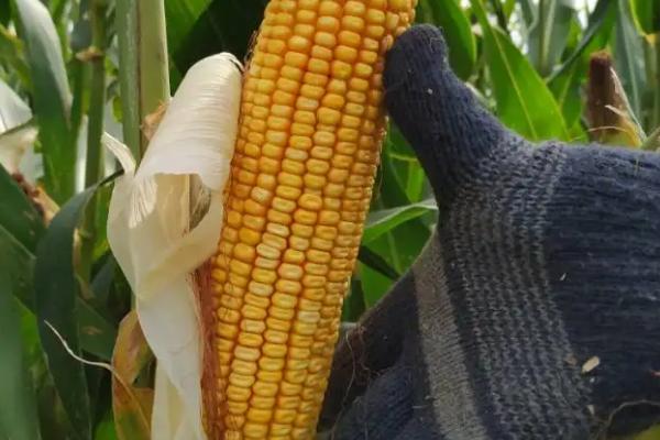卓玉1902（区试名称：ZH1902）玉米种子简介，注意防治病虫害