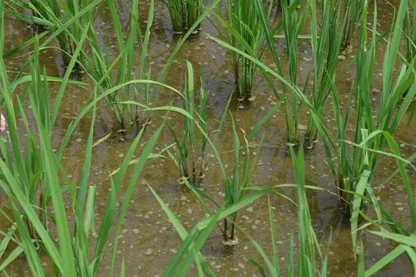 川农优968水稻品种简介，该品种基部叶叶鞘中等紫色