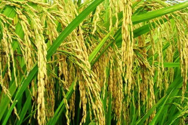 川农优968水稻品种简介，该品种基部叶叶鞘中等紫色