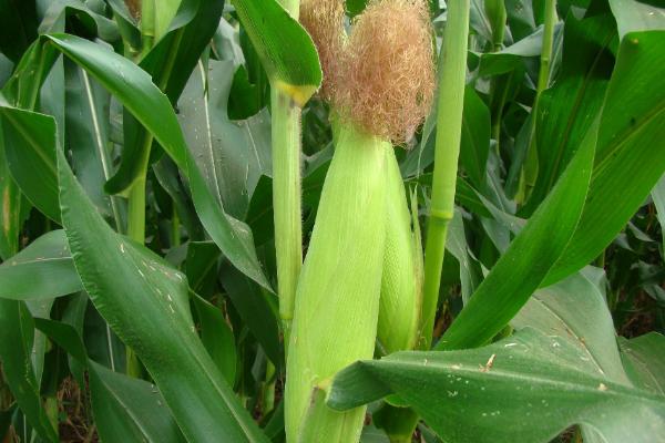牧玉118（区试名称：禾睦玉118）玉米品种的特性，春播宜在4月上中旬播种