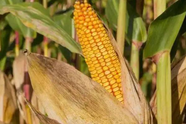 超龙玉168（区试名称：CLY168）玉米种子特点，种植密度为3500株/亩左右