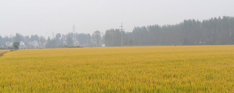 六福优977水稻种简介，重点抓好稻曲病的防治