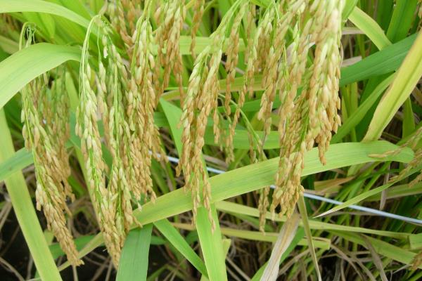 广8优35水稻种子介绍，全生育期为152.1天