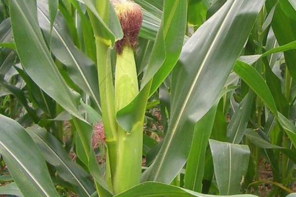 益农2037玉米品种的特性，抽雄期注意防治蚜虫