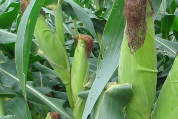 助农丰888玉米种子介绍，应选择中等以上肥力地块种植