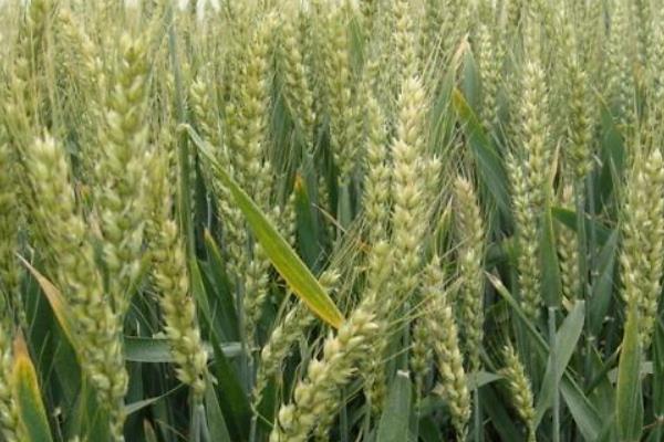临麦23小麦品种简介，全生育期163天