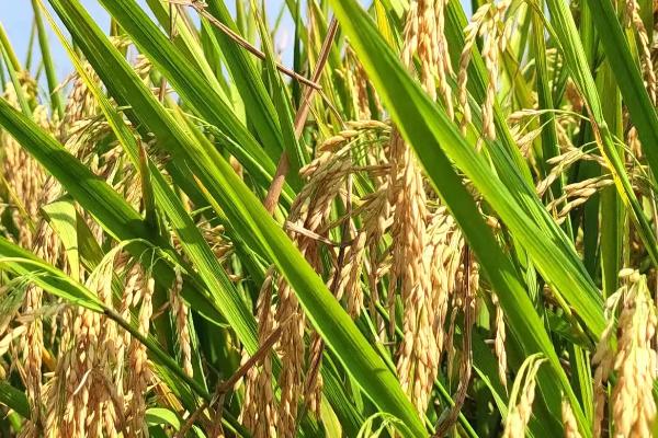 云航籼3号水稻种子特征特性，中抗纹枯病