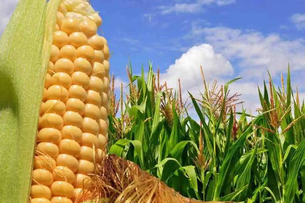 陕单673玉米品种简介，注意防治病虫害