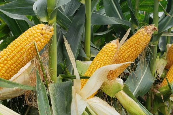 农科大18玉米种子特点，注意防治病虫害