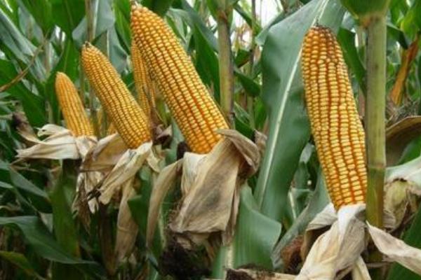 陕单673玉米品种简介，注意防治病虫害